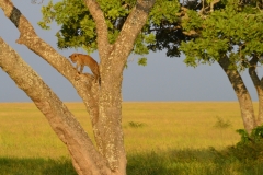 Two leopard cubs play in a tree in Serengeti National Park as their mother keeps watch, hidden in the tall grass below. 2015.