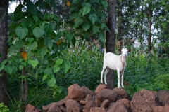 A goat on a wall of rocks near Karatu, Tanzania. Why not. 2015.