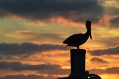 A Pelican sits on the pier on Garden Key in Dry Tortugas National Park at sunset. 2017.