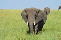 An elephant stares us down in Tarangire National Park, in Tanzania. 2015.