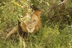 Kruger National Park, February 2022