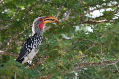 Kruger National Park, February 2022