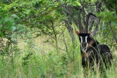 Kruger National Park, February 2022