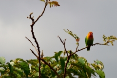 A Fischer's Lovebird lounges on a branch near Karatu, Tanzania. 2015.