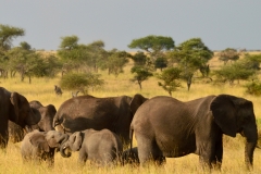 Elephants huddle in the grasslands of Serengeti National Park. 2015.